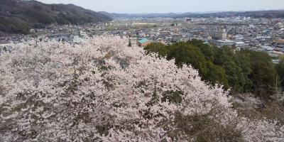 2020年3月　尾関山公園(三次)へ桜満開旅♪