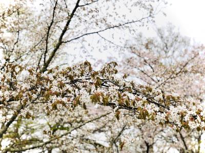 【一泊二日】飲み過ぎ注意！松本の夜とお花見登山