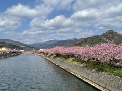 河津桜