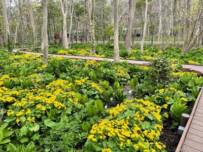 2022.4　水芭蕉の「マクンベツ湿原」＆エゾノリュウキンカの「星置緑地」