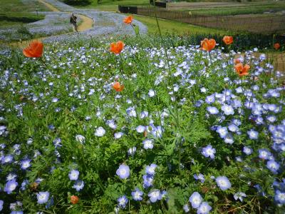 奈良　ネモフィラ咲く馬見丘陵公園を散策