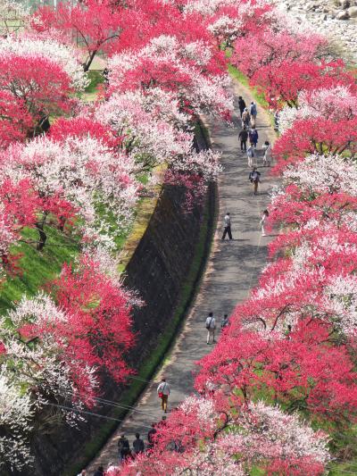 花の阿智村　花桃祭り