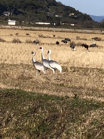 年越しの旅（７）シベリアから越冬のために飛来するツルを見に出水市へ・・・・