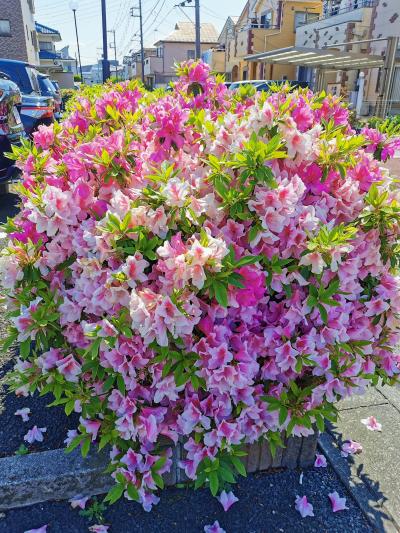 GW後半の初日はウォーキングから～(*^^)v (2022.05.03) 