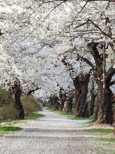 桜旅 ('22/04 No4 北上天勝地の桜~ひたちなかのネモフィラとチューリップ)