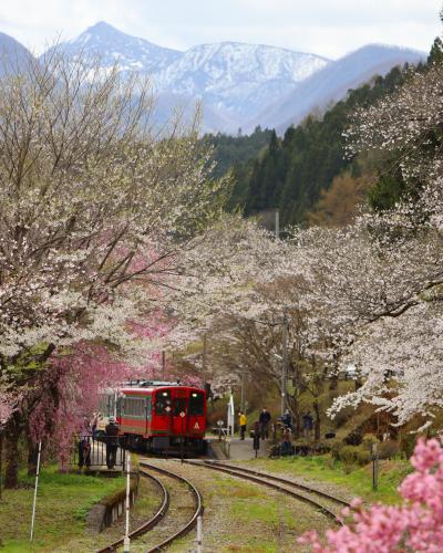 ブララブコー「桜とローカル線のコラボ ～会津鉄道 湯野上温泉駅～」