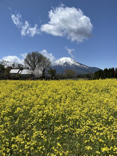 山梨/GW旅第一弾はわんこと一緒に春の山中湖＠富士マリオットホテル山中湖(2022年4月）