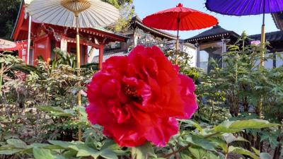 春の快晴に金沢八景の景勝と区の花「牡丹」を愛でる小旅行