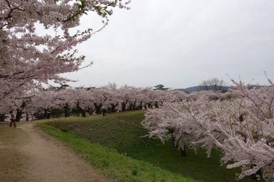 北海道桜紀行