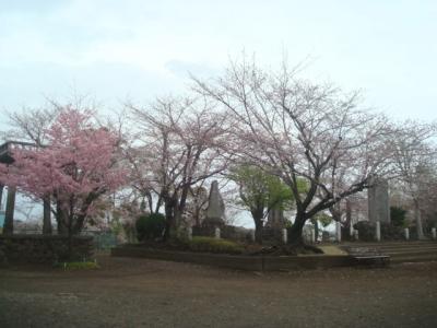 3月下旬、藤沢本町駅周辺の寺社を歩いて桜めぐり。