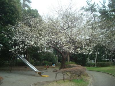 3月下旬、藤沢駅周辺の公園を歩いて桜めぐり。
