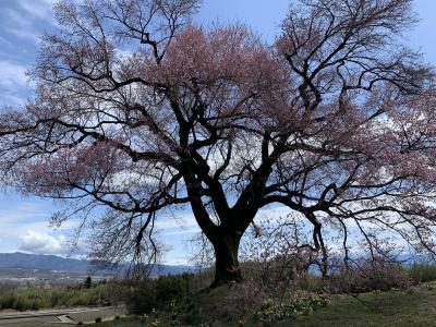 春の甲府1泊2日週末旅-2