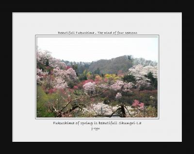 ◆百花繚乱～福島の桃源郷・花見山&#127800;花見山公園山頂下～桃源郷展望台～終点