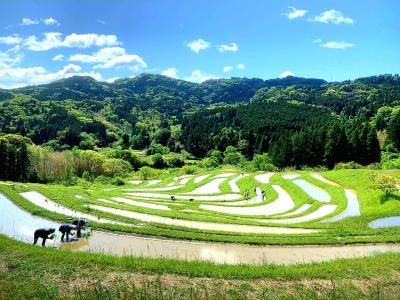 春房総は出会いがいっぱい！　田植え日和の大山千枚田