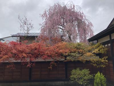 母念願の角館の旅☆ちょっとはずしたけど歴史ある町は見処満載