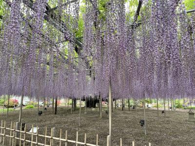 春の花巡り　栃木～河口湖の旅①あしかがフラワーパーク