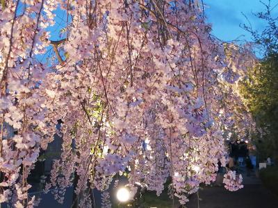 ’２２　福島桜さんぽ１１　喜多方 日中線しだれ桜並木ライトアップ