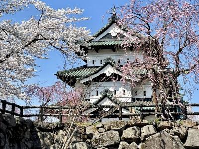 春旅　函館の桜と、弘前の桜