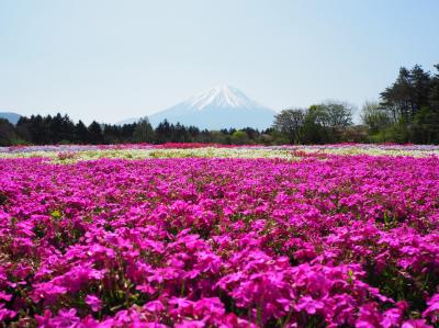 2022年GW　富士山と芝桜が見たくて富士芝桜まつり♪