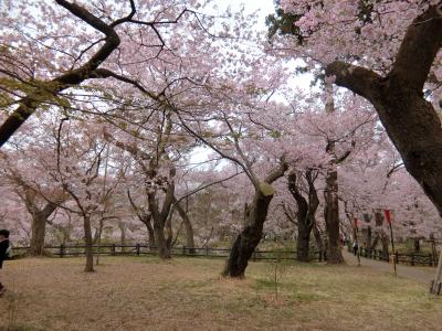 信州4つの桜巡り。高遠の桜が満開！
