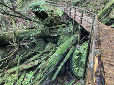 2022年5月　思い立ったら屋久島　2泊3日①前泊～１日目