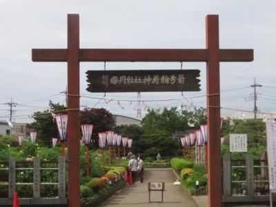 東松山の箭弓稲荷神社でぼたん祭を見てきました