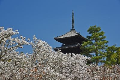 京都のお花見旅行３日目ー平野神社、退蔵院、仁和寺、原谷苑、半木の道