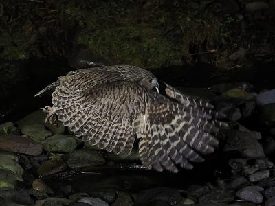 [2022年5月] 野鳥撮影の道東旅 ～羅臼でシマフクロウ観察、中標津は緑ヶ丘森林公園散策～