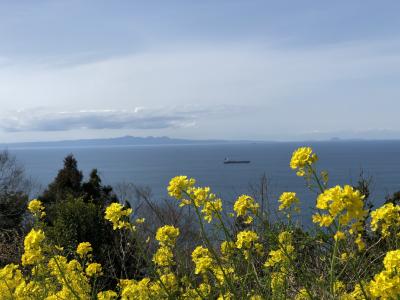 桜を求めて早春の佐多岬半島へ（早過ぎました）