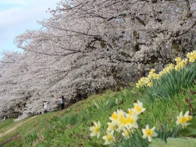 チャリと行く春の花旅東日本 2022 /２日目(4/23)