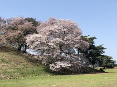 七輿山古墳と妙義の桜