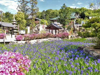 初夏を彩る多門寺のカキツバタ