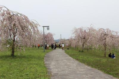 みちのく三大桜巡りと津軽鉄道お花見列車３日間（初日）