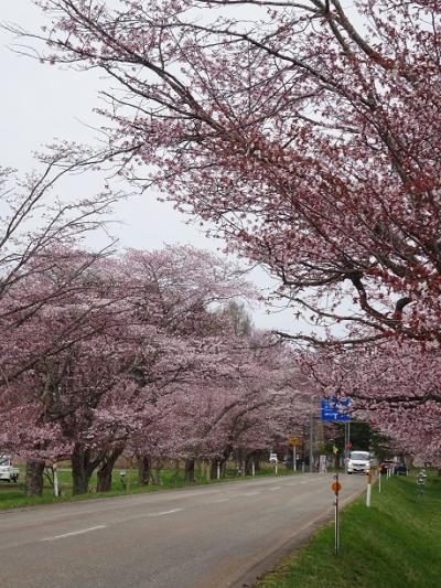 北海道で一番有名な桜と岬に出会う旅2022GW★その1(日高編)