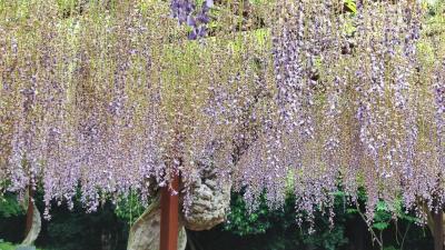 和気神社と藤公園