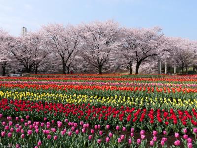 「深谷グリーンパーク」の春の花_2022_サクラ散り始めてるが見頃継続、チューリップ咲き揃って見頃（深谷市）