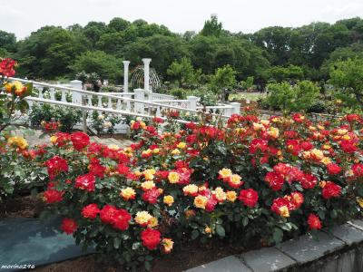 2022 春のバラを楽しみに＠生田緑地ばら苑