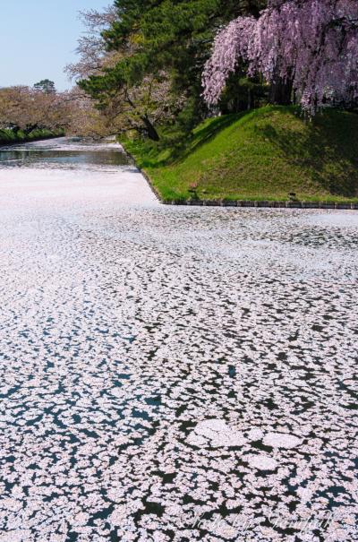 北東北桜追っかけ車中泊の旅 　～弘前城の見事な花筏～