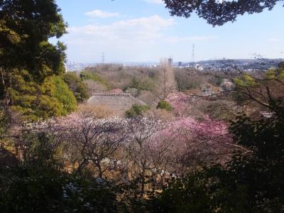 梅祭り。ちょっと早かった。