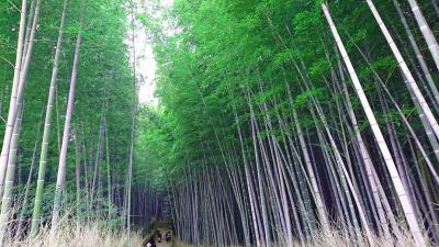 年末の京都・嵐山を散策：01松尾大社から天龍寺へ
