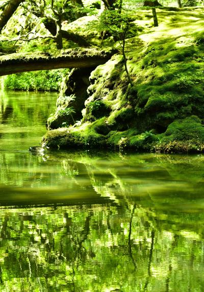 新緑の季節、京都落西の人気寺　”苔寺（西芳寺）と鈴虫寺（妙徳山・華厳寺）”への旅　(^_-)-☆