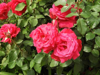 色彩豊かなバラで溢れる横浜イングリッシュガーデンを見学　