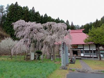 福島２０２２桜　【１】永泉寺