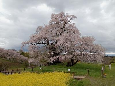 福島２０２２桜　【２】塩ノ崎の大桜