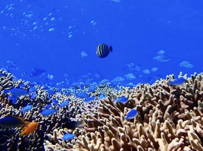 タイさんの沖縄の旅30日目(2021/11/4)座間味島30日目 サンゴと一面の熱帯魚 安室島