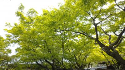 春の京都特別公開と御朱印その2