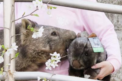 動物たちの春まつりの茶臼山動物園2022（４）動物たちの春まつりは花より団子のごちそう：ウォンバットのモモコちゃんは桜で飾ってパンを食べる