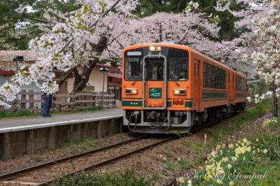 北東北桜追っかけ車中泊の旅  ～桜トンネルを走る津軽鉄道線と鶴の舞橋～