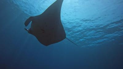 2022.GW 梅雨入りした石垣島で大当たりダイビング(1)