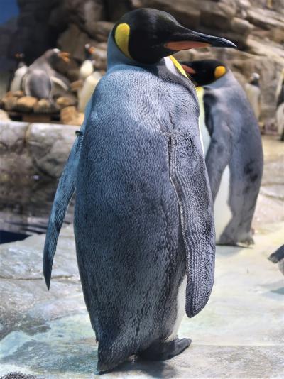 下関24　しものせき水族館　海響館b　ペンギン村充実　亜南極Zone　☆チリの生息地‐再現